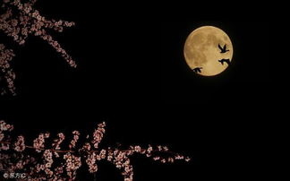 夜晚的叹息