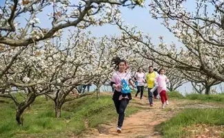 蕞佳赏花地点随意贴图（请自行忽略）