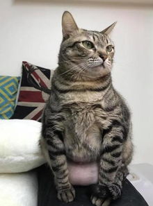 梦见怀孕时猫咪生小猫,这究竟是什么寓意或象征呢?