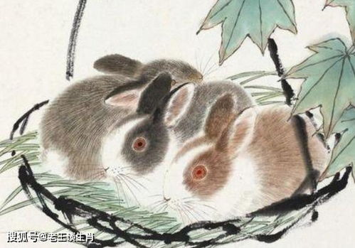 五、 卯兔（属兔）运势分析