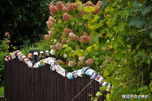 红梅树的维护管理：兼顾时间精力与生长环境