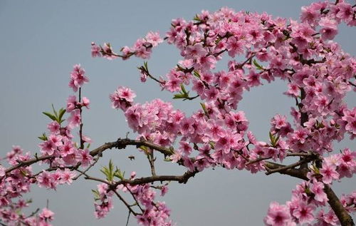 女命八字中泛水桃花具体预示着哪些人生预兆和影响？