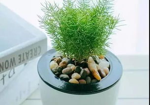 91年属猴的人养什么植物可以旺财运？