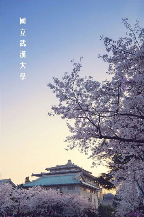 樱花季的秘密：避开人潮的智慧