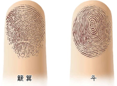 1.1 手掌与指骨的基本特征