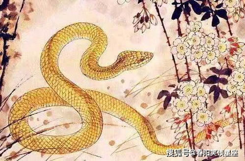 属马女性与属蛇男性婚姻配对是否和谐，他们的感情生活会怎样？