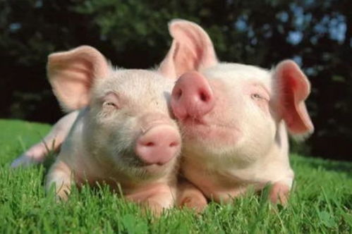 猪年生肖全称是什么？1971年属猪的人今年多少岁了？