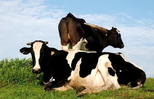 中流砥柱的生肖是什么？打一生肖中流砥柱是哪个生肖？