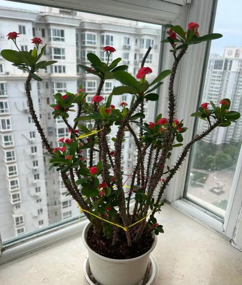 关于室内摆放的总体原则：平安性的优先保障