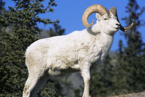 1979年属羊人43岁会遭遇哪些劫难？79年羊43岁有哪些大坎？