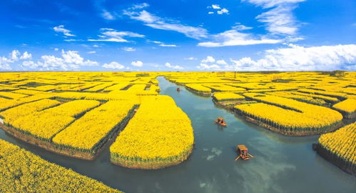 千垛奇观：水乡与花海的完美融合
