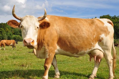 1985年属什么生肖，几月出生的人命运最佳？