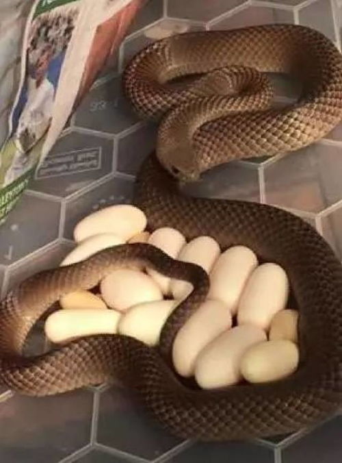 从生肖“蛇”的特质入手