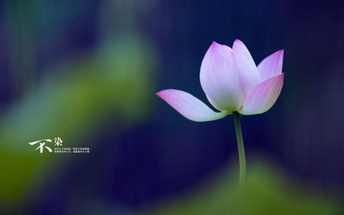 将节哀顺变打一生肖，是哪个生肖成？