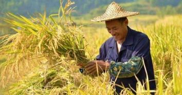 四大家臣种地忙打一个生肖，指的是什么生肖？