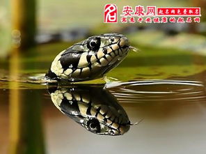 梦境概述及其在传统解梦学中的定位