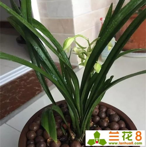 三、 摆放位置的风水原则