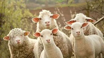 红色 - 火气冲天毁运势