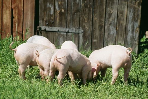 属猪的人开车能选红色吗？1971年出生的属猪人适合穿什么颜色？