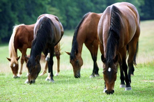 属马的妈妈和儿子如何相处，才能像属马和马的婚姻一样和谐美满？