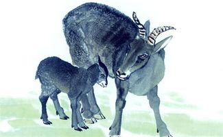 坟地建在羊头上对风水有影响吗？