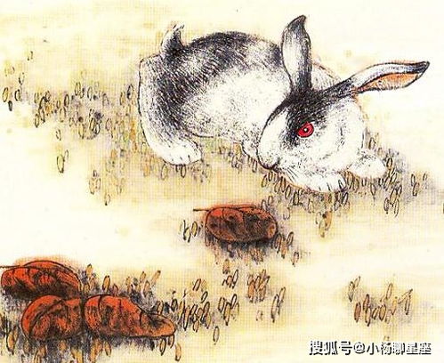 属兔女
