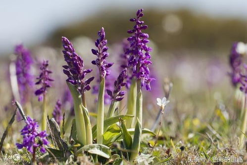 贪图安逸过一生，究竟哪个生肖如此懒散？