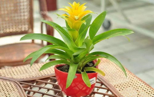 4. 鸿运当头？霉运缠身还差不多！