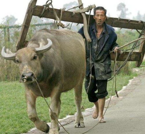 狗生肖贵人是什么？道人指的是牛狗打一生肖是什么意思？这二者有何关联？