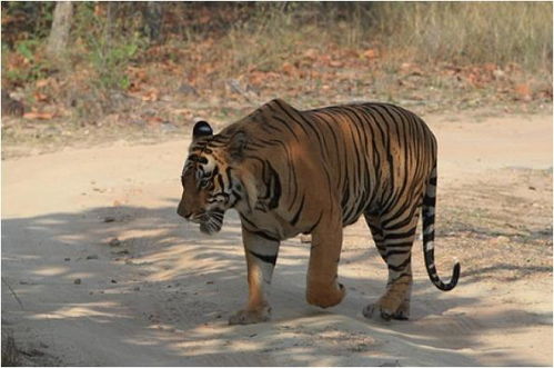 2026年属虎的人戴什么饰品可以转运？