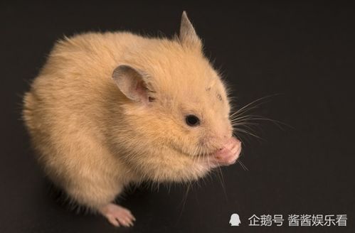 生肖喜忌：属鼠的别叫“鼠”，属牛的别叫“牛”？！