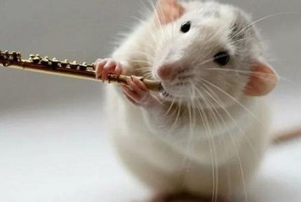 属鼠阴历三月运势，属鼠农历12月出生的人运势如何？