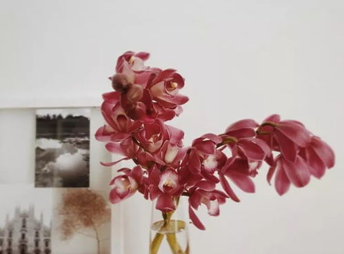 ：古代花卉培育的文化图腾与风水意蕴