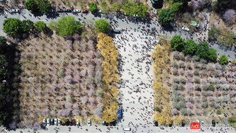 華農的花真好堪啊！真的！