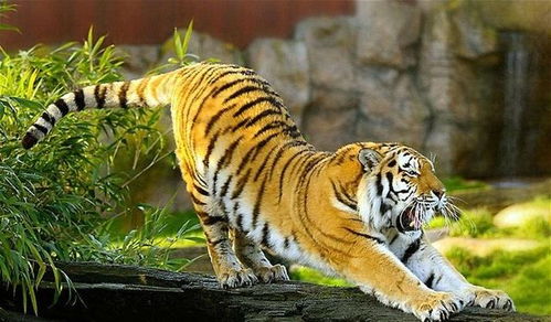 属虎人2026年运气如何？属虎二零二六年运势怎样？