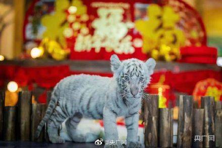 1）字形与笔画过更多会让签名尴尬