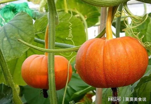前言