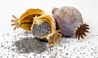 二、 种生基的主要功效与神奇作用