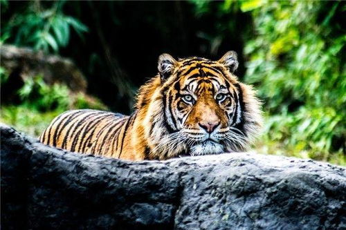 属虎的人出生在哪一年，那属狗的人又是哪几年出生的呢？