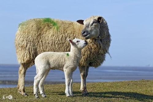 2003年属羊的人爱情运势和姻缘如何？