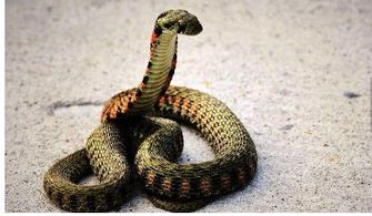 梦到脚被毒蛇咬，蛇还咬了脚，这预示着什么？