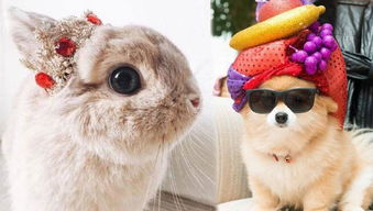 哪些生肖命中带正财，30岁后嫩飞黄腾达？