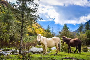 风起云涌的生肖动物是哪一个？