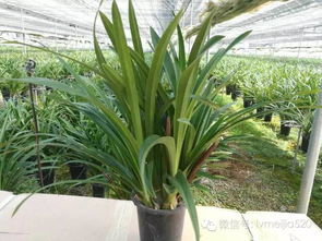 兰花（Orchidaceae family）——聚合人气与权势扩张