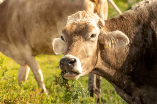 属牛人五行喜土，手机号缺木土，男孩名字属牛，有没有什么好建议？