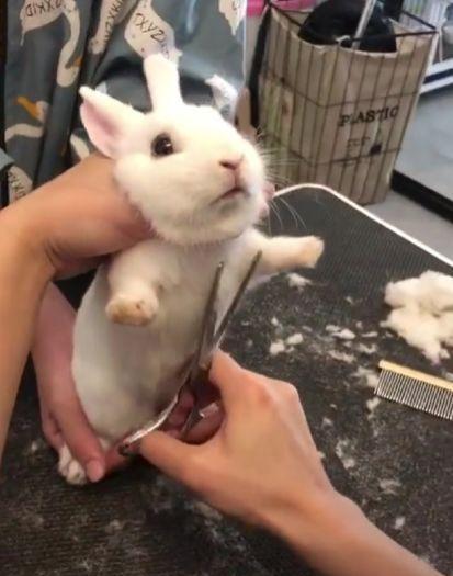 属兔之人：平安顺利的水晶能量