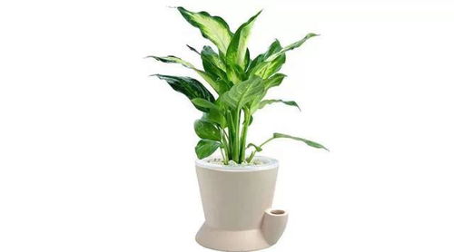 3. 属相专属配置——万年青（Aglaonema）对属兔与属虎者之作用于