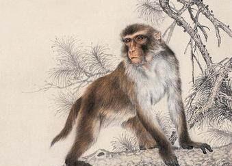 将宽备窄用打一生肖猜测是什么生肖动物为，不超过50个字：这宽备窄用指的是哪种生肖动物呢？