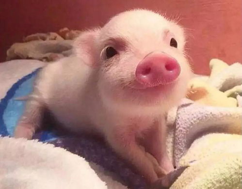 大海水命姓汪，83年属猪，如何取名以补其缺？