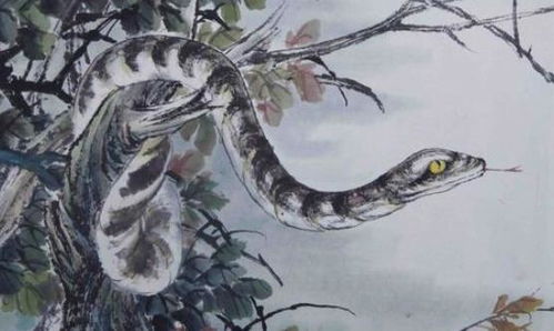 癸水人和属蛇的人有哪些日柱组合？